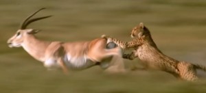 IMAGE GAZELLE